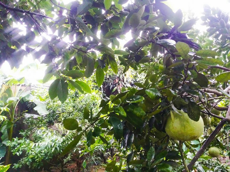 Homestay 목쩌우 외부 사진